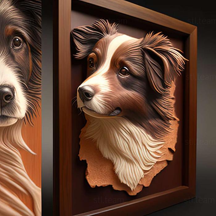 Miniature American Shepherd dog